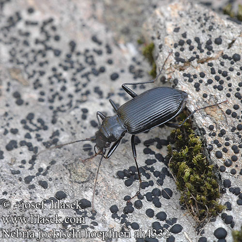 Nebria jockischi hoepfneri