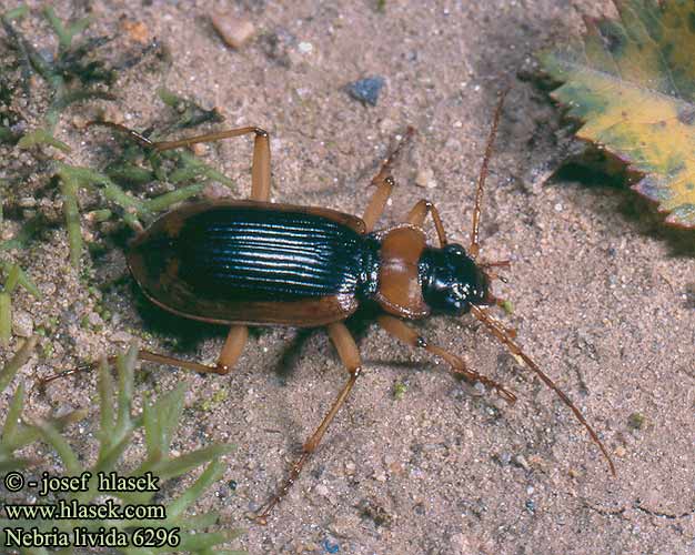 Nebria livida 6296