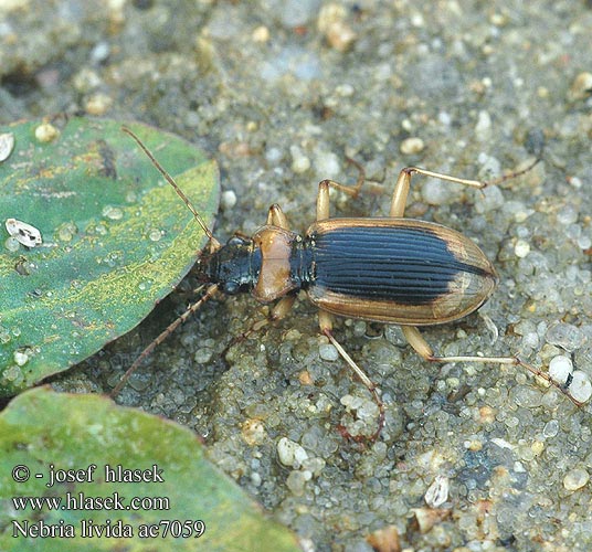 Nebria livida ac7059