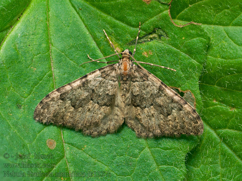 Nebula ibericata numidiata