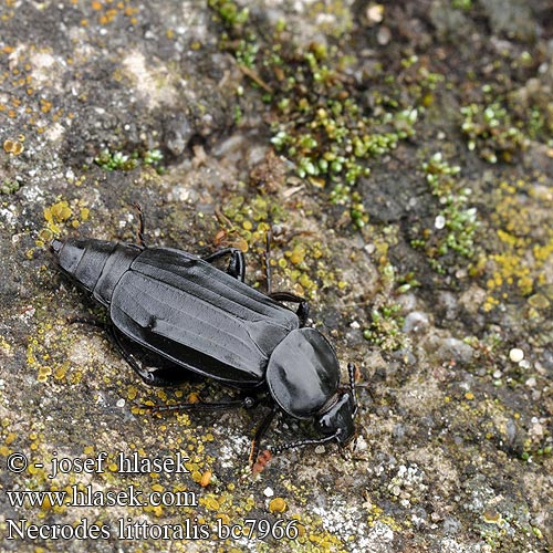 Necrodes littoralis Bent-legged Silpha Shore Sexton Beetle Ligrøver Жук-трупоед Ufer-Totengräber Ufer-Aaskäfer Ligrøver Silphe rivages Nécrophore Oeveraaskever Åtselgraver