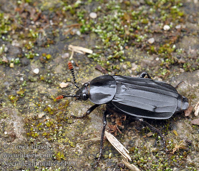 Жук-трупоед Ufer-Totengräber Ufer-Aaskäfer Ligrøver Silphe rivages Nécrophore Oeveraaskever Åtselgraver Necrodes littoralis Bent-legged Silpha Shore Sexton Beetle Ligrøver