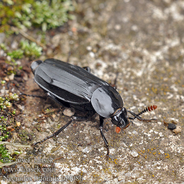 Silphe rivages Nécrophore Oeveraaskever Åtselgraver Necrodes littoralis Bent-legged Silpha Shore Sexton Beetle Ligrøver Жук-трупоед Ufer-Totengräber Ufer-Aaskäfer Ligrøver