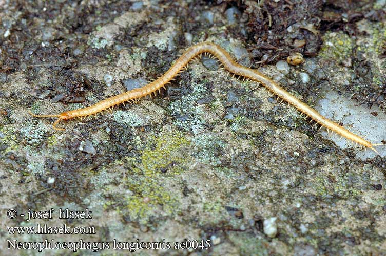 <strong>Necrophloeophagus longicornis ae0045</strong>