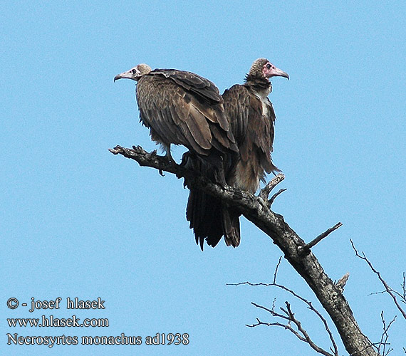 Necrosyrtes monachus Hooded Vulture Hættegrib Hettegribb Huppukorppikotka Vautour charognard Kap gier Incappucciato csuklyás keselyű Kappengeier ścierwnik brunatny sup kapucín Buitre Negro Alimoche Sombrío Monnikaasvoël Monnikaasvoël ズキンハゲワシ Бурый стервятник Sup čiapočkatý Zdochlinár Kappgam Hettegribb