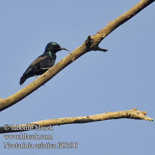 Nectarinia asiatica Cinnyris Purple Sunbird Strdimil nachový fialový