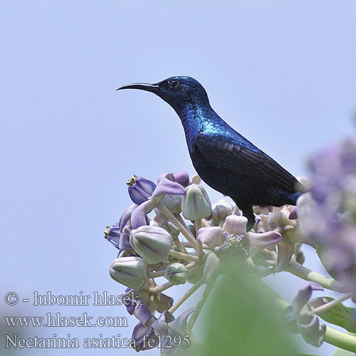 Suimanga Asiático Souimanga asiatique Nettarinia purpurea