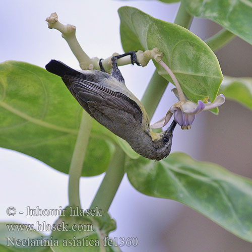 Nectarinia asiatica fe1360