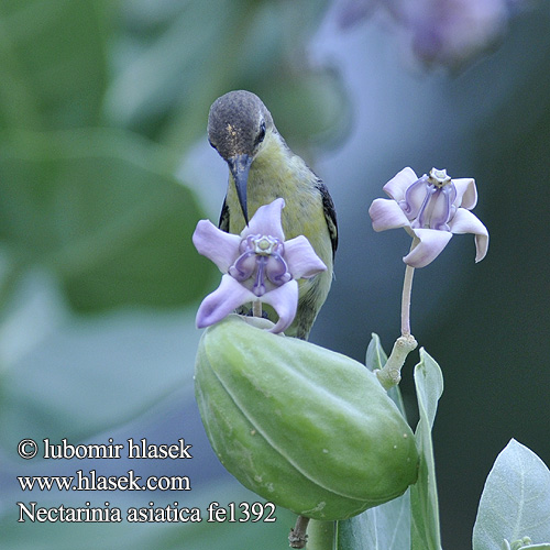 Purppuramedestäjä Purpursolfugl Nectarinia asiatica