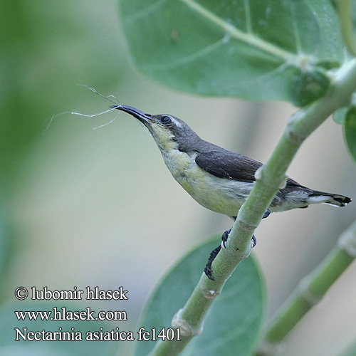 Purple Sunbird Strdimil nachový fialový Purpurnektarvogel