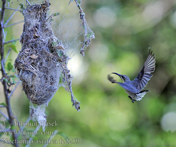 Purpurnektarvogel Then-kudi Suimanga Asiático Souimanga asiatique