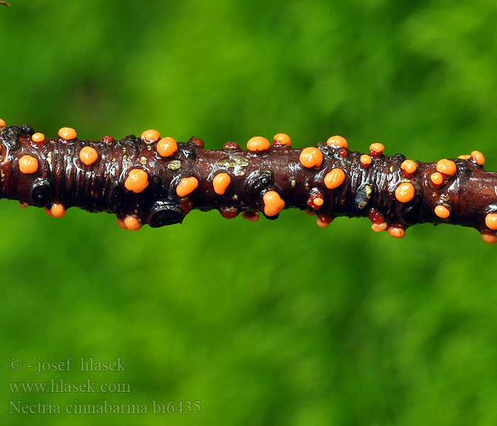 Nectria cinnabarina bi6435