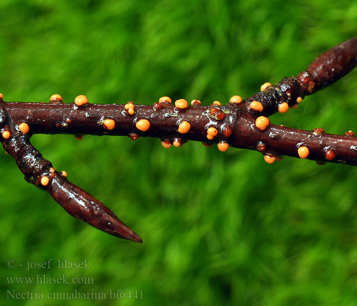 Nectria cinnabarina bi6441