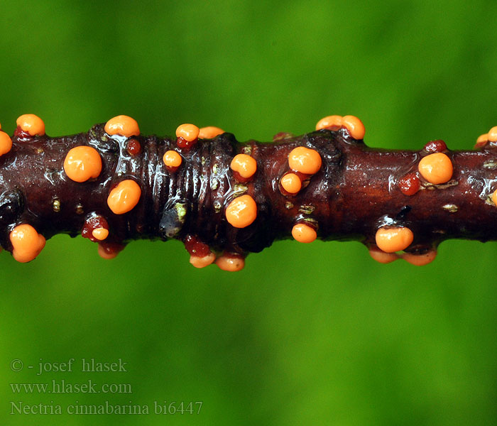 Nectria cinnabarina bi6447