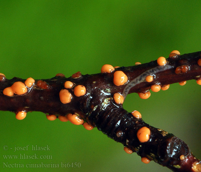 Nectria cinnabarina bi6450