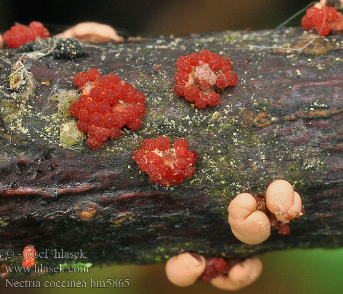 Nectria coccinea Rážovka červcová Scharlachrotes Pustelpilchen Bloedrood meniezwammetje Gruzełek szkarłatny Hlivka šarlátová Cinnobersvamp Bokrödgömming Verinäppy Nectrie coccinée Falsk løvtrekreft Нектрия ярко-красная