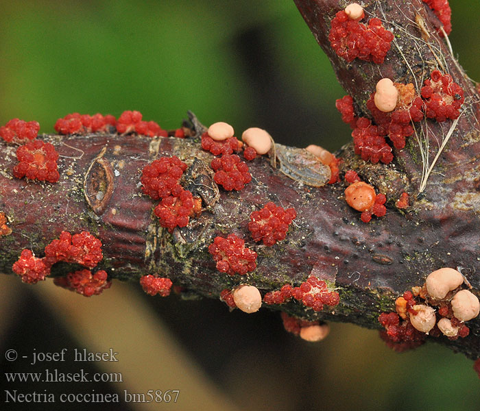 Nectria_coccinea_bm5867