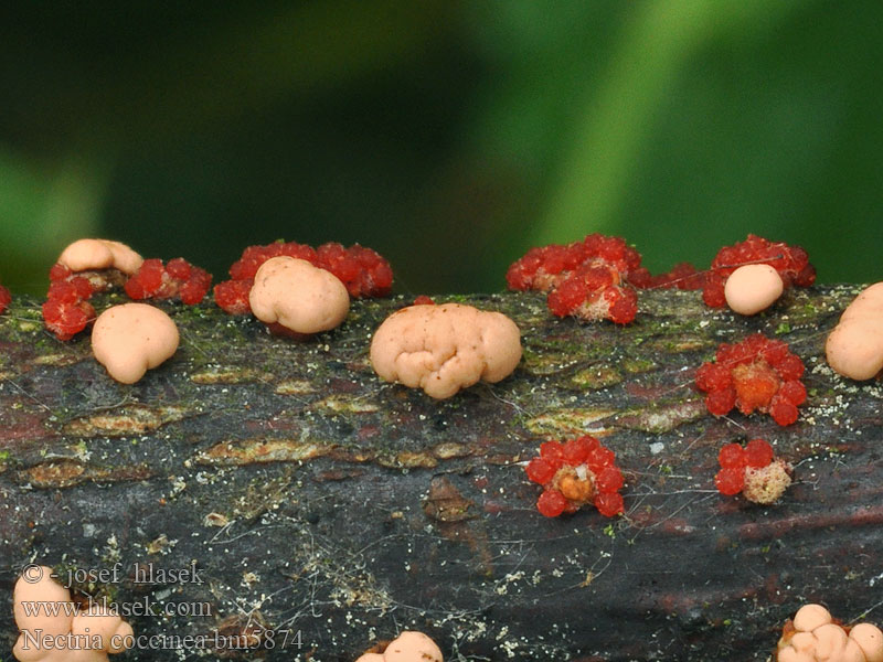 Gruzełek szkarłatny Hlivka šarlátová Cinnobersvamp Bokrödgömming Verinäppy Nectrie coccinée Falsk løvtrekreft Нектрия ярко-красная