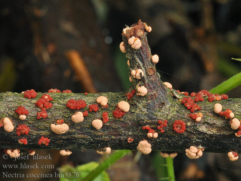 Nectria_coccinea_bm5876