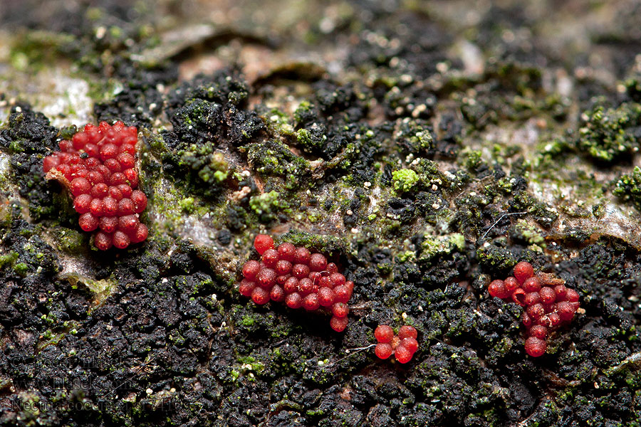 Rážovka rumělková Nectria cinnabarina