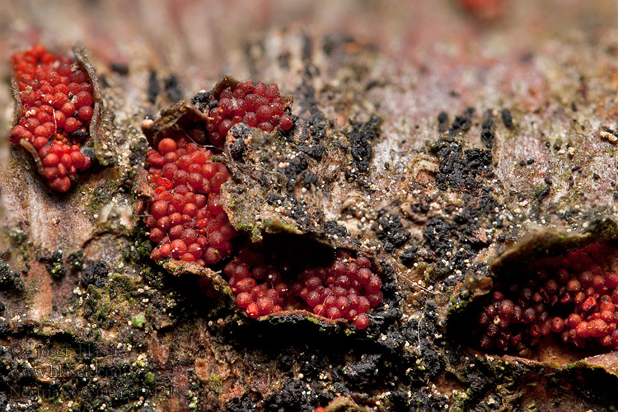Coral Spot fungus Nectria cinnabarina