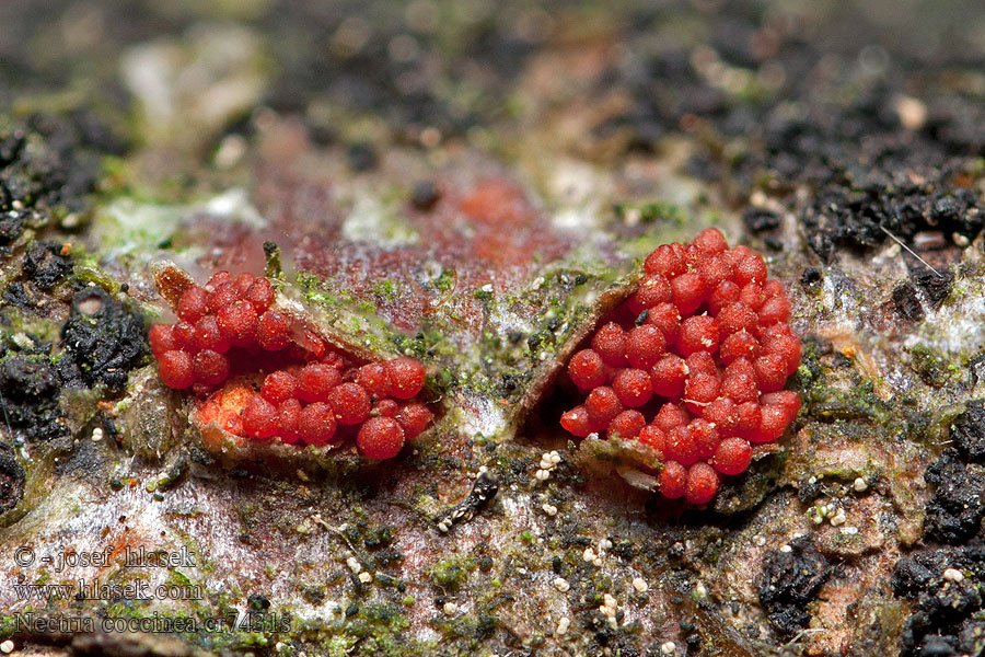 Gruzełek cynobrowy Nectria cinnabarina