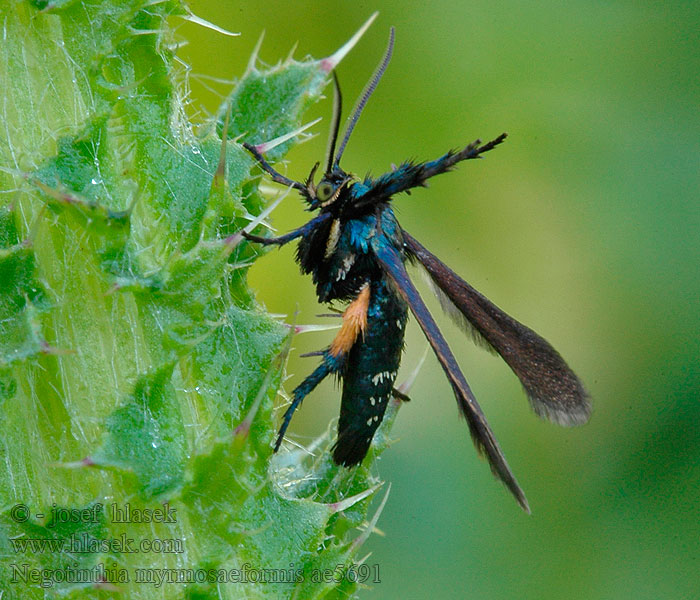 Negotinthia myrmosaeformis