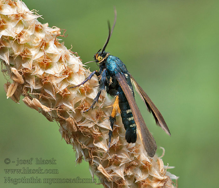 Negotinthia myrmosaeformis