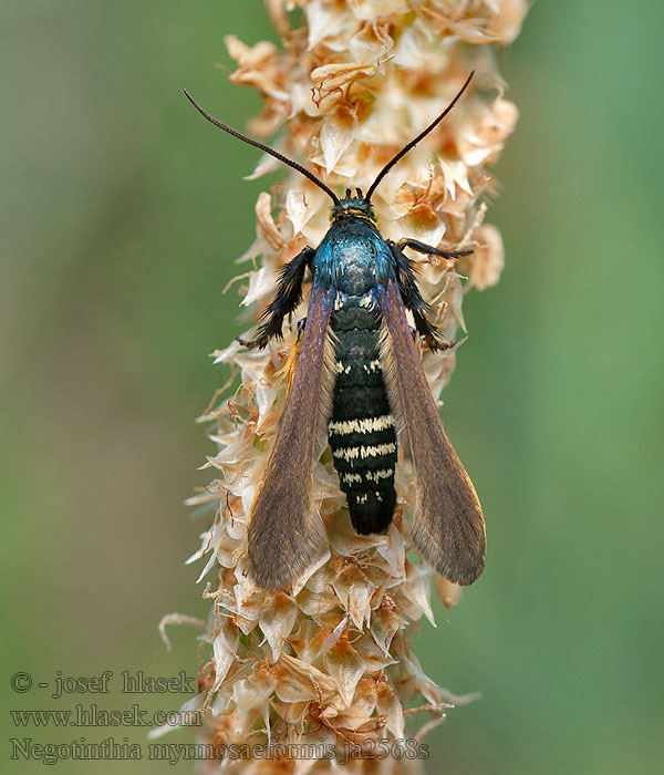 Negotinthia myrmosaeformis