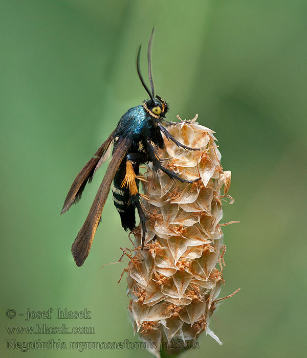 Negotinthia myrmosaeformis