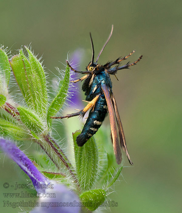 Negotinthia myrmosaeformis