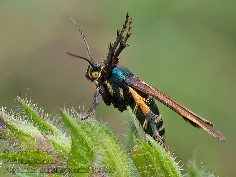 Negotinthia myrmosaeformis