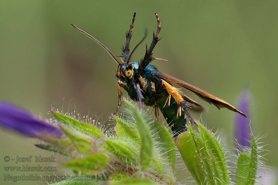 Negotinthia myrmosaeformis