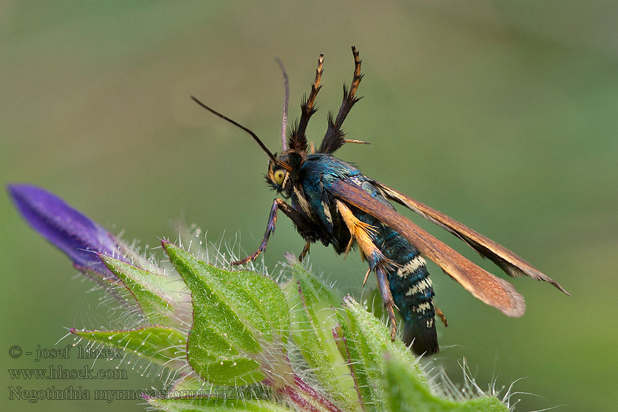 Negotinthia myrmosaeformis