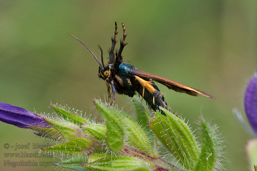 Negotinthia myrmosaeformis