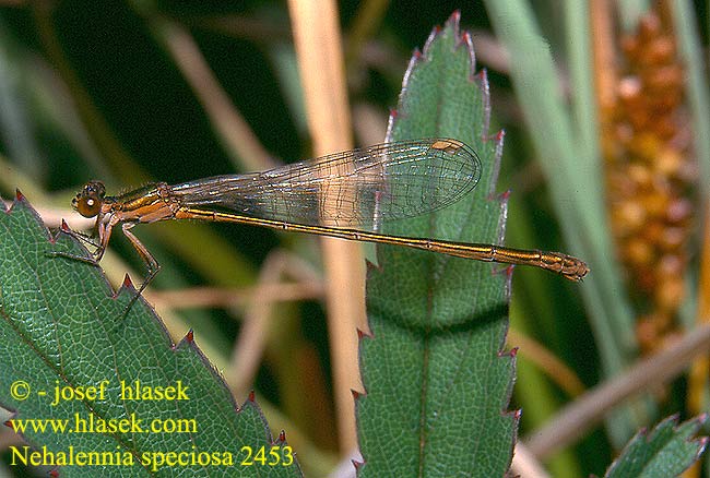 Nehalennia speciosa Pygmy Damselfly Sedgling Dværgvandnymfe Kääpiötytönkorento Déesse précieuse Dwergjuffer Dea preziosa Zwerglibelle Iglica mala Šidélko lesklé Dvärgflickslända Стрелка крошечная Негаленія чудова Kresnična palčica カラカネイトトンボ