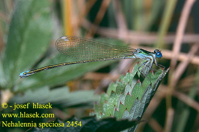 Nehalennia speciosa Déesse précieuse Dwergjuffer Dea preziosa Zwerglibelle Iglica mala Šidélko lesklé Dvärgflickslända Стрелка крошечная Негаленія чудова Kresnična palčica カラカネイトトンボ Pygmy Damselfly Sedgling Dværgvandnymfe Kääpiötytönkorento