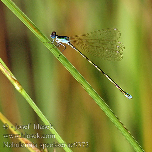 Nehalennia speciosa Стрелка крошечная Негаленія чудова Kresnična palčica カラカネイトトンボ Pygmy Damselfly Sedgling Dværgvandnymfe Kääpiötytönkorento Déesse précieuse Dwergjuffer Dea preziosa Zwerglibelle Iglica mala Šidélko lesklé Dvärgflickslända