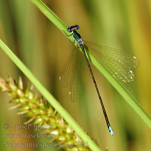 Nehalennia speciosa Kresnična palčica カラカネイトトンボ Pygmy Damselfly Sedgling Dværgvandnymfe Kääpiötytönkorento Déesse précieuse Dwergjuffer Dea preziosa Zwerglibelle Iglica mala Šidélko lesklé Dvärgflickslända Стрелка крошечная Негаленія чудова