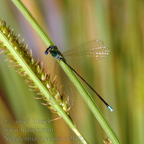 Nehalennia speciosa カラカネイトトンボ Pygmy Damselfly Sedgling Dværgvandnymfe Kääpiötytönkorento Déesse précieuse Dwergjuffer Dea preziosa Zwerglibelle Iglica mala Šidélko lesklé Dvärgflickslända Стрелка крошечная Негаленія чудова Kresnična palčica