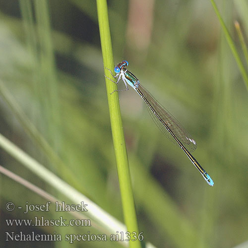 Nehalennia speciosa ai1336