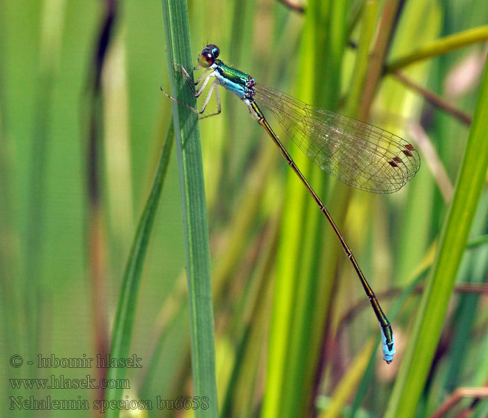 Pygmy Damselfly Sedgling Dværgvandnymfe Nehalennia speciosa