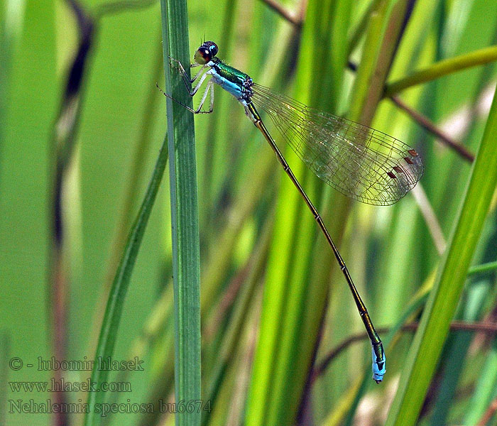 Šidélko lesklé Nehalennia speciosa