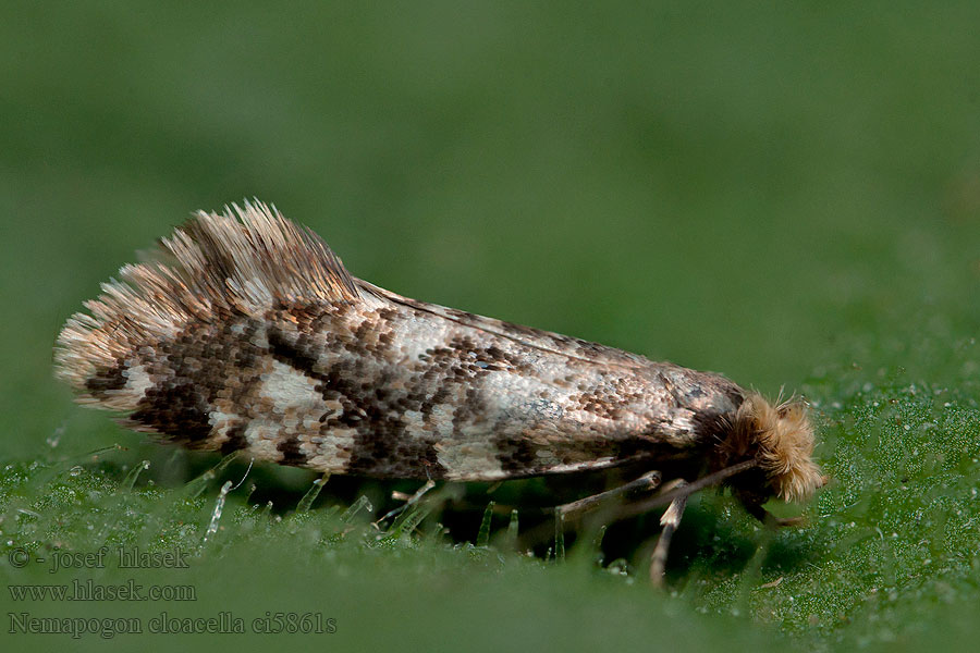 Nemapogon cloacella Korkmotte