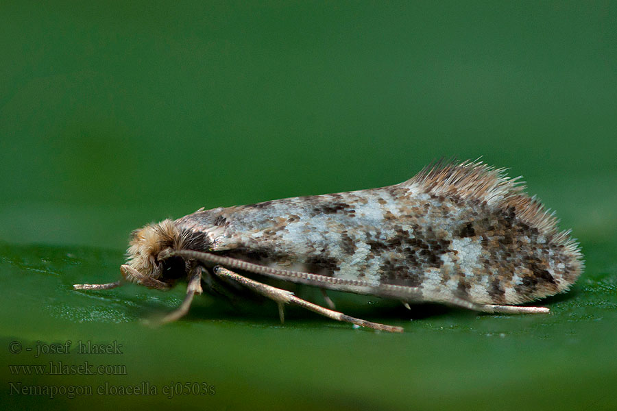 Nemapogon cloacella Gewoon kroeskopje