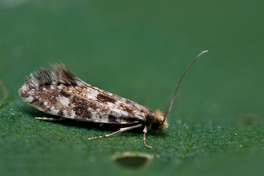Nemapogon cloacella Korkmotte Cork moth Moľa korková