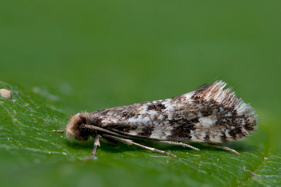 Nemapogon cloacella Raktári gombamoly