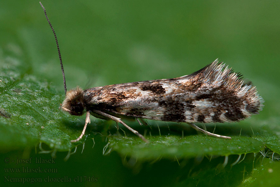 Cork moth Nemapogon cloacella