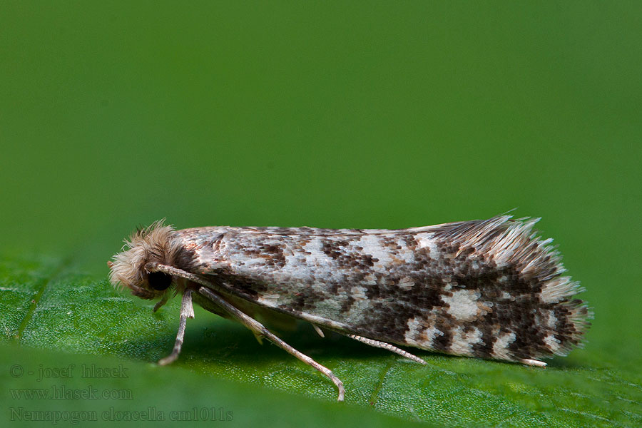 Raktári gombamoly Nemapogon cloacella