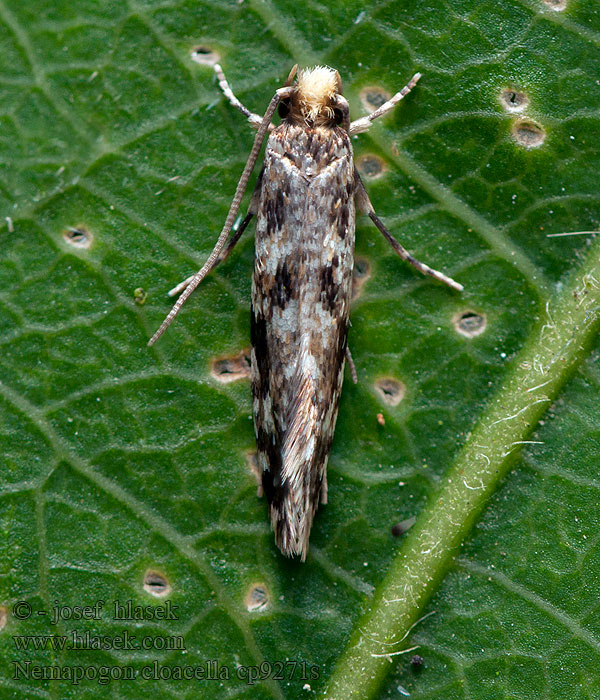 Nemapogon cloacella